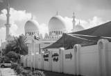 صورة  حضانة الصقر البريطانية - رقم 1919