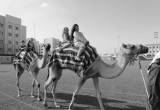 صورة المدرسة البريطانية الدولية ابوظبي - رقم 3555
