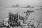 صورة أبيس مصر للسياحة - رقم 6831