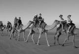 صورة ستار شاين تورز - رقم 7335