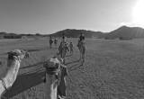 صورة فالكون ادفينشر - رقم 9892
