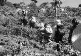 صورة هلو سقطرى للسياحة - رقم 18874