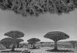صورة هلو سقطرى للسياحة - رقم 18868