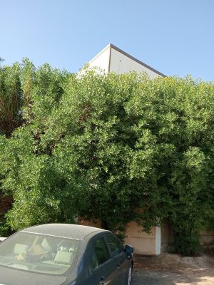 Saudi Pharmaceutical Industries